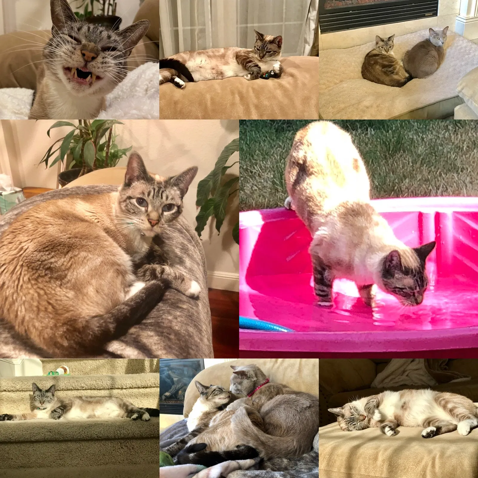 Lost cat in Vancouver, WA, 98685