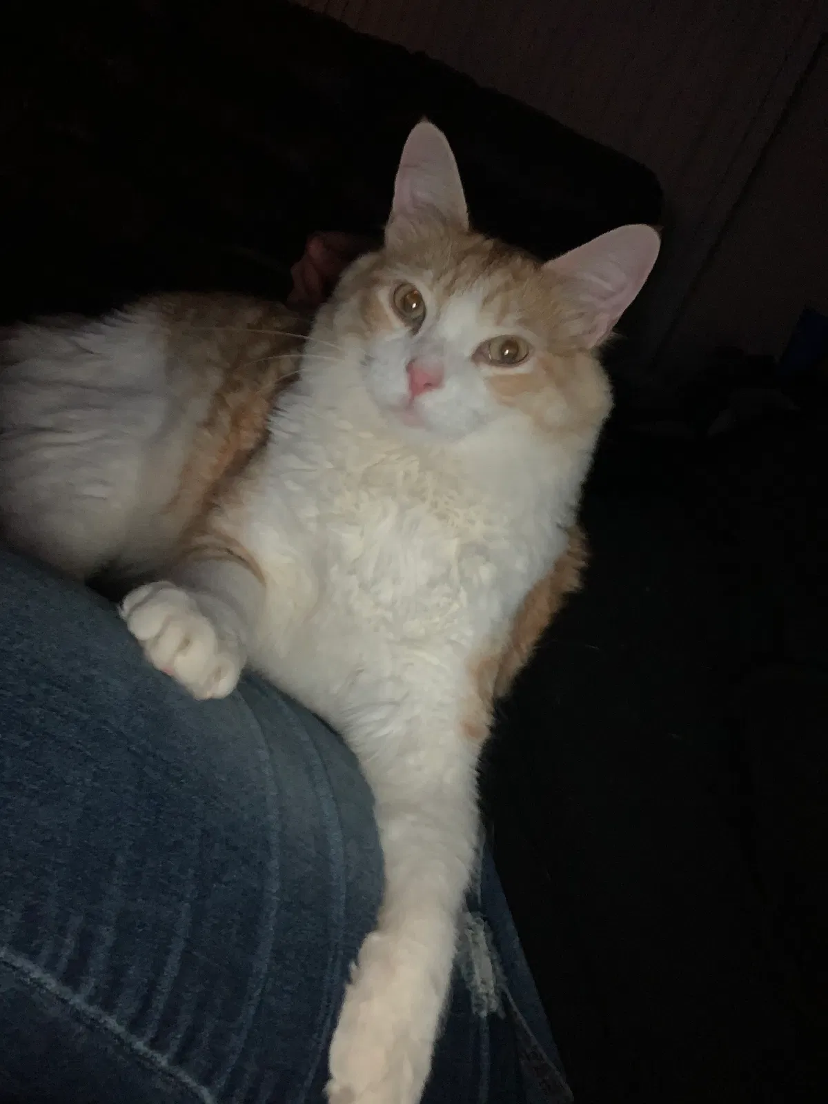 Lost cat in Edgewood, NM, 87015