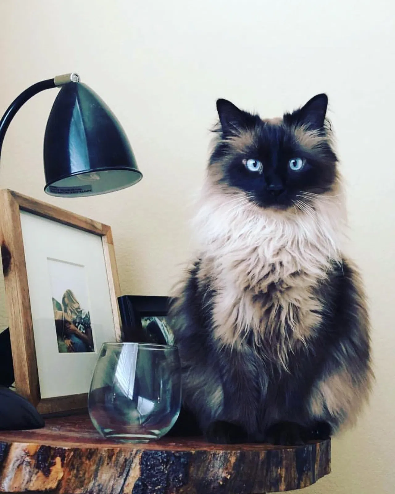 Lost cat in Louisville, CO, 80027