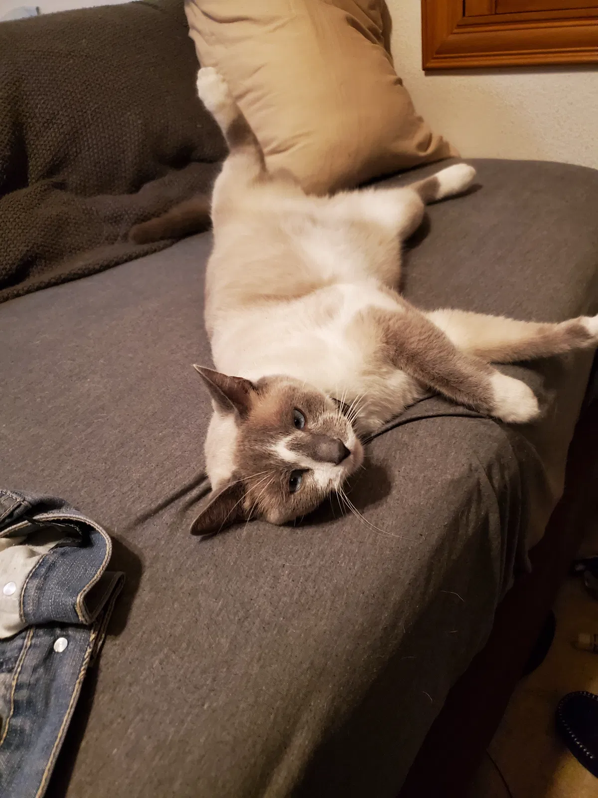 Lost cat in Winchester, CA, 92596