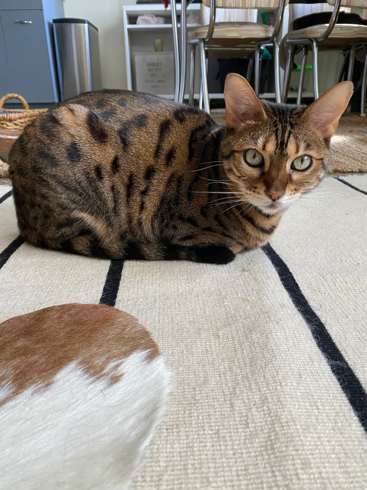 Lost cat in Ann Arbor, MI, 48103