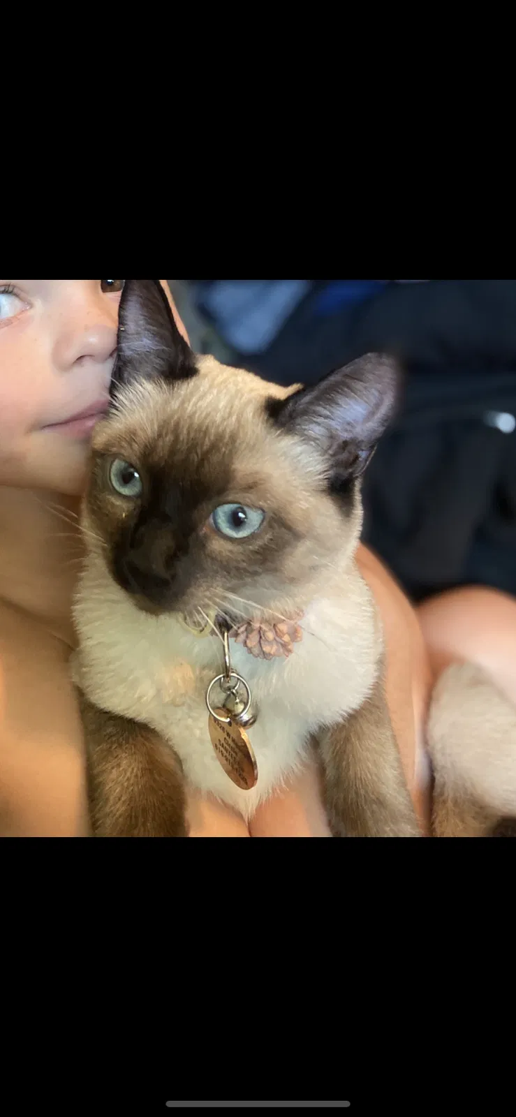 Lost cat in Santee, CA, 92071