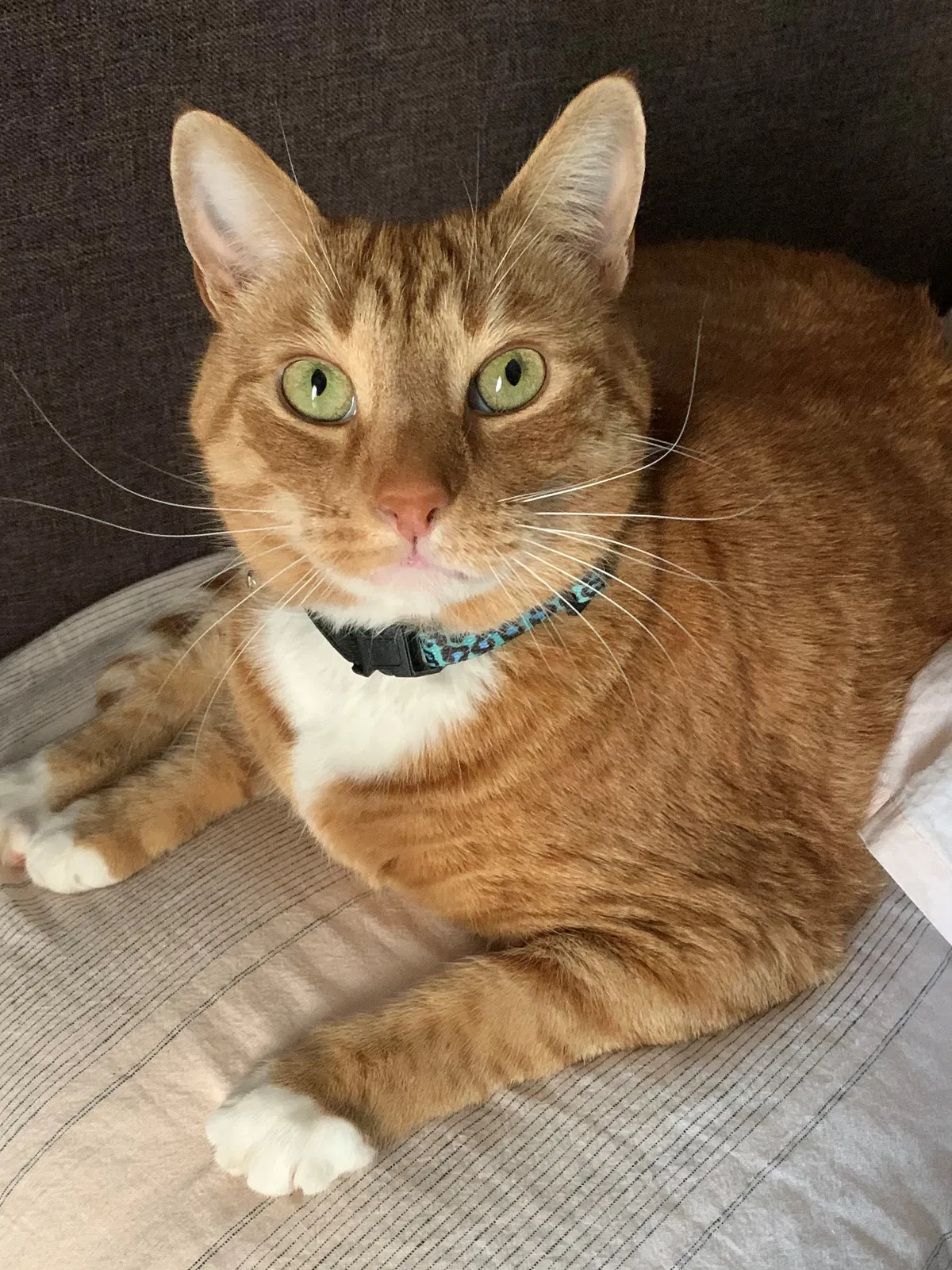 Lost cat in Columbia, SC, 29223