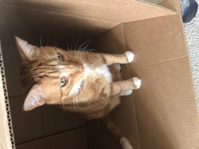 Lost cat in San Mateo, CA, 94403
