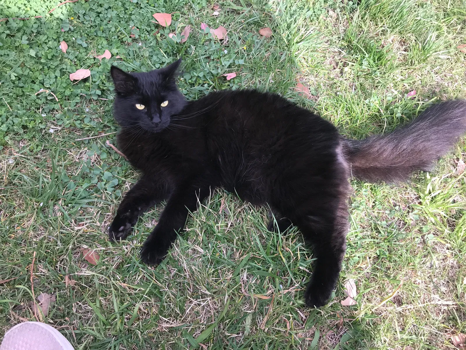 Lost cat in Sacramento, CA, 95842