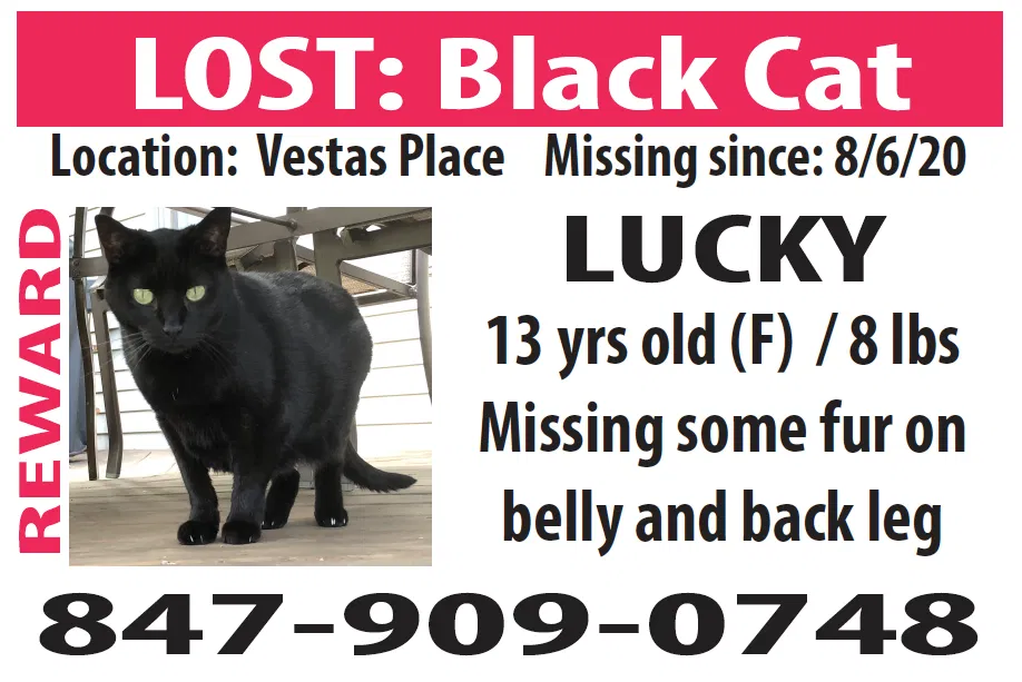 Lost cat in Belvidere, IL, 61008