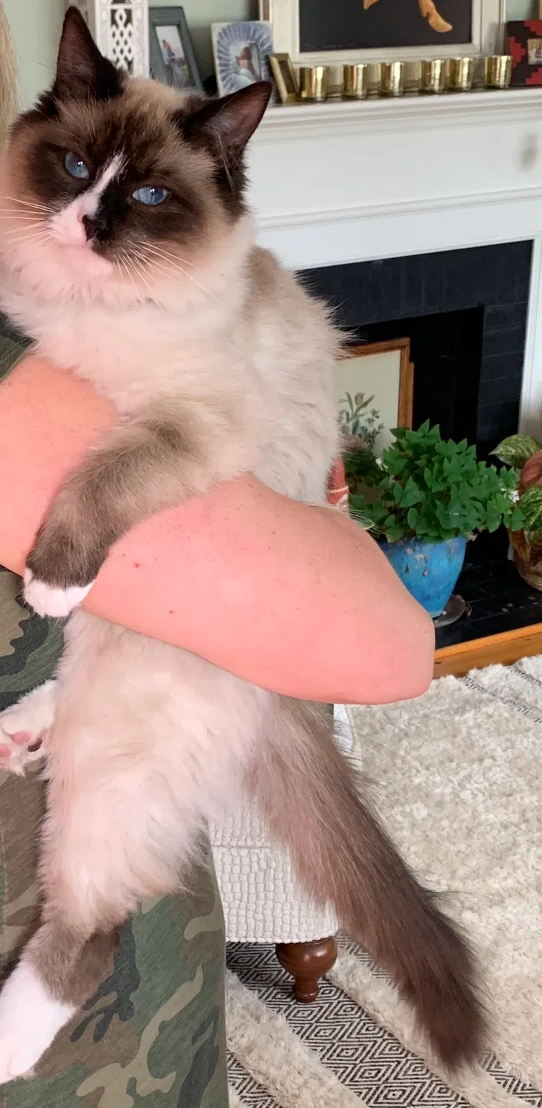 Lost cat in Wilmington, NC, 28403