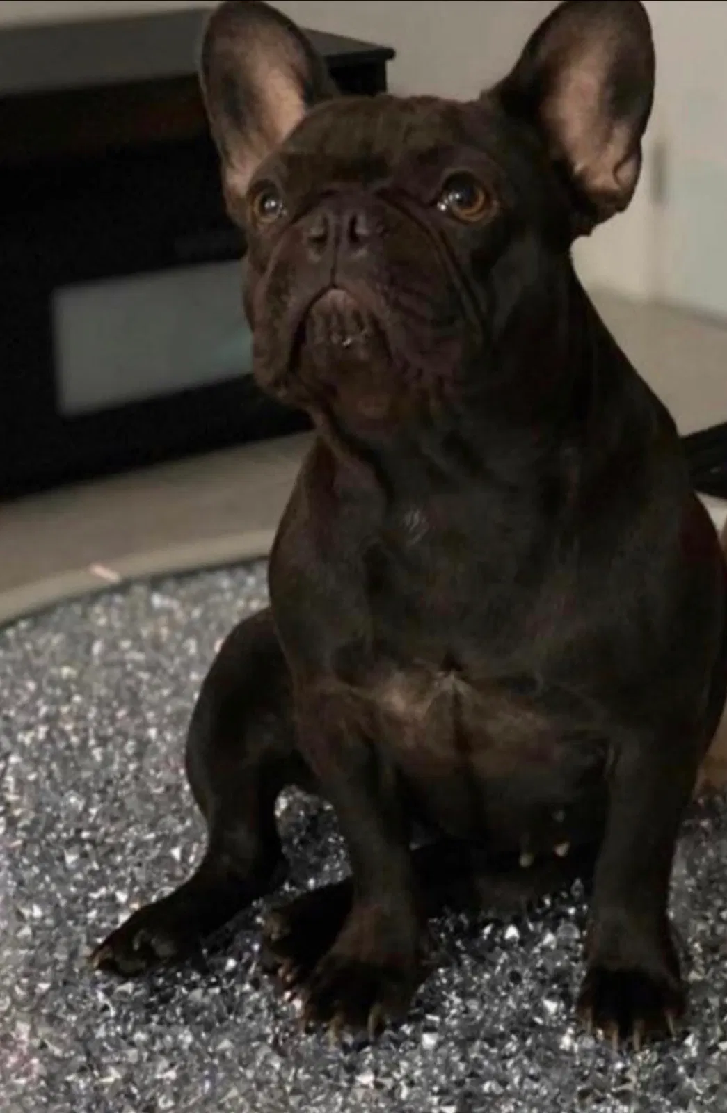 Lost dog in Miami Gardens, FL, 33056