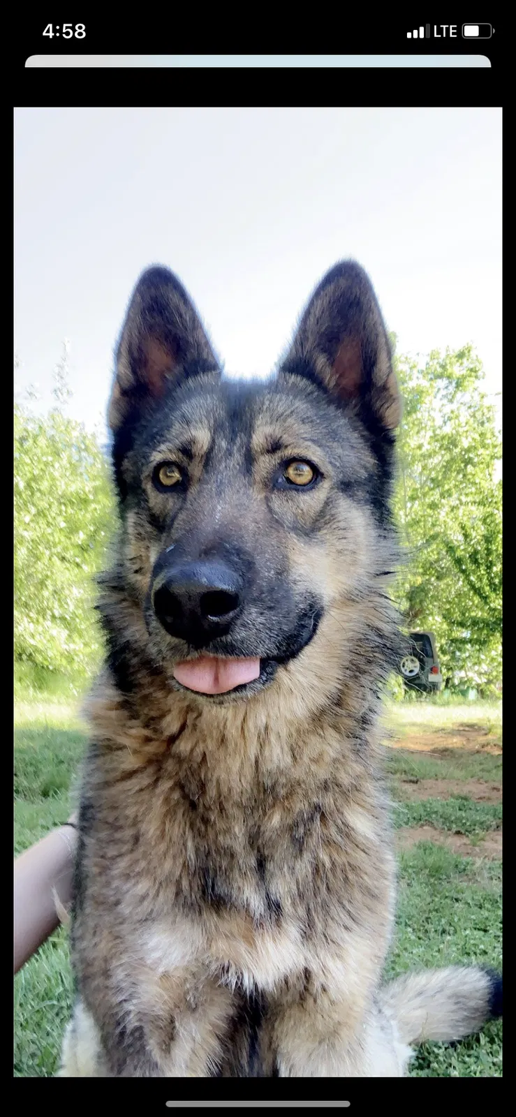 Lost dog in Richmond, CA, 94801