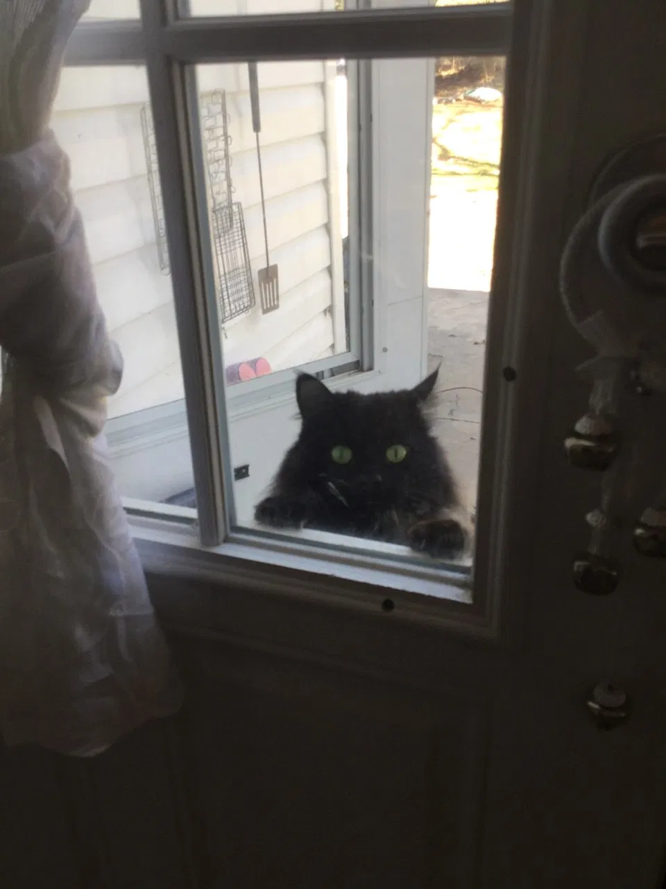 Lost cat in Franklin, WI, 53132