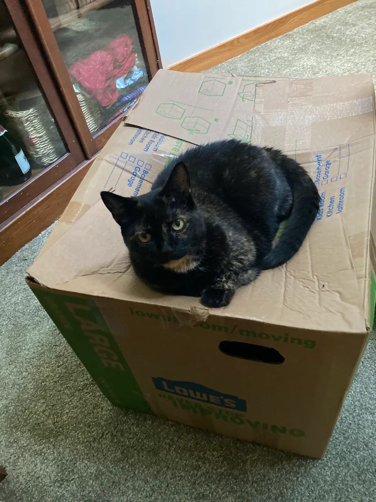 Lost cat in Pepperell, MA, 1463