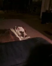 Lost dog in Vinton, LA, 70668