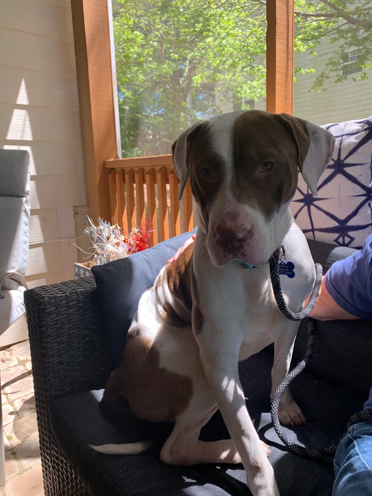 Lost dog in Macon, GA, 31206