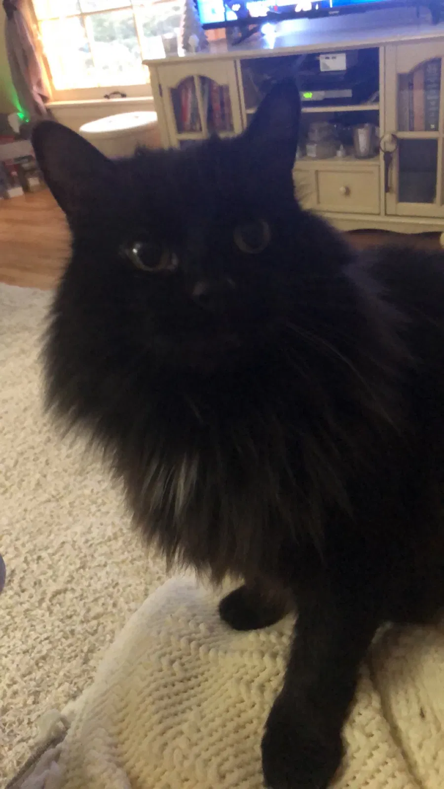 Lost cat in Franklin, WI, 53132