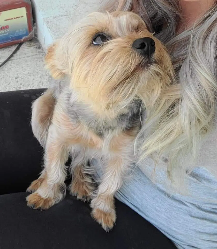 Lost dog in Yakima, WA, 98903