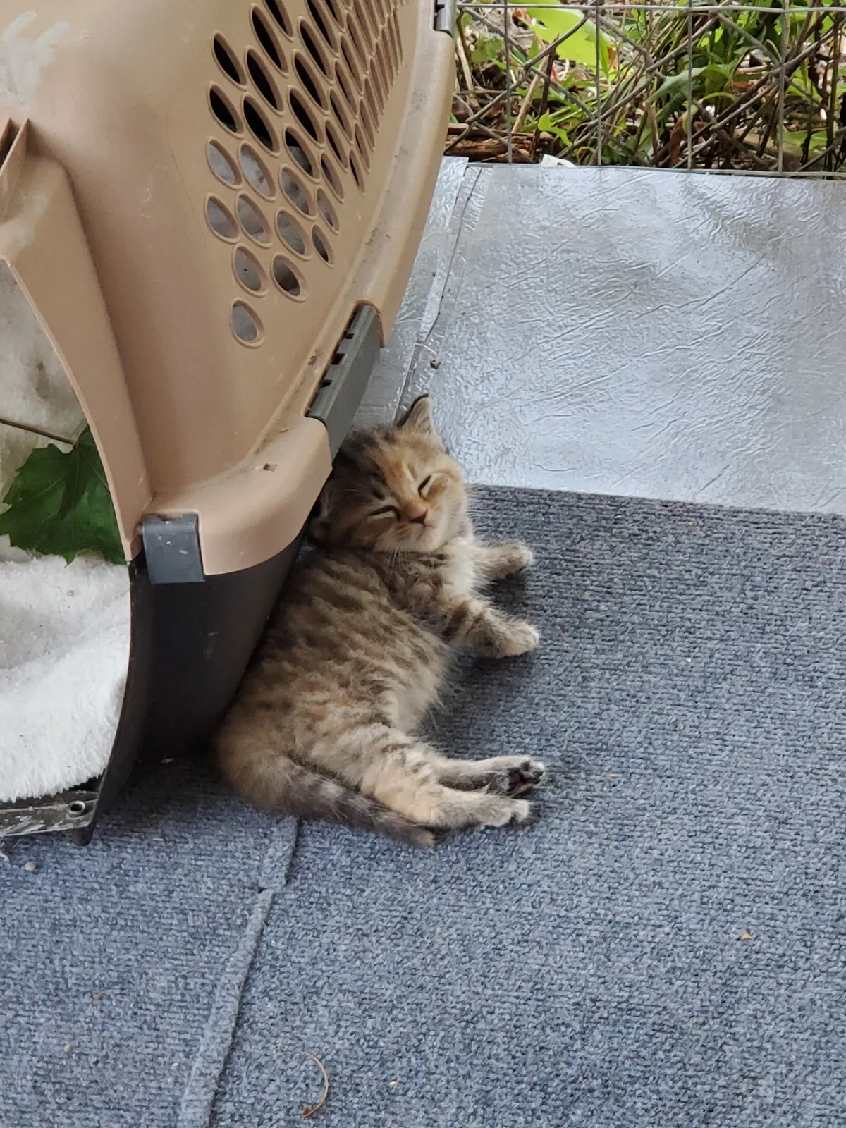 Lost cat in Columbus, OH, 43224