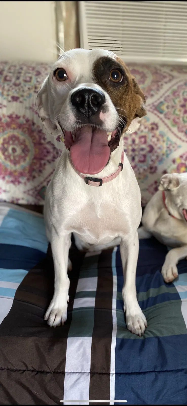Lost dog in High Point, NC, 27263
