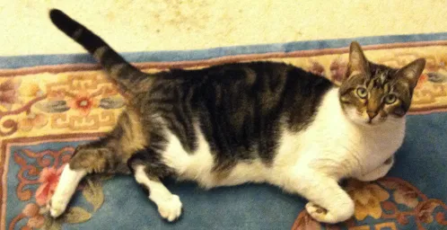 Lost cat in Edison, NJ, 8820