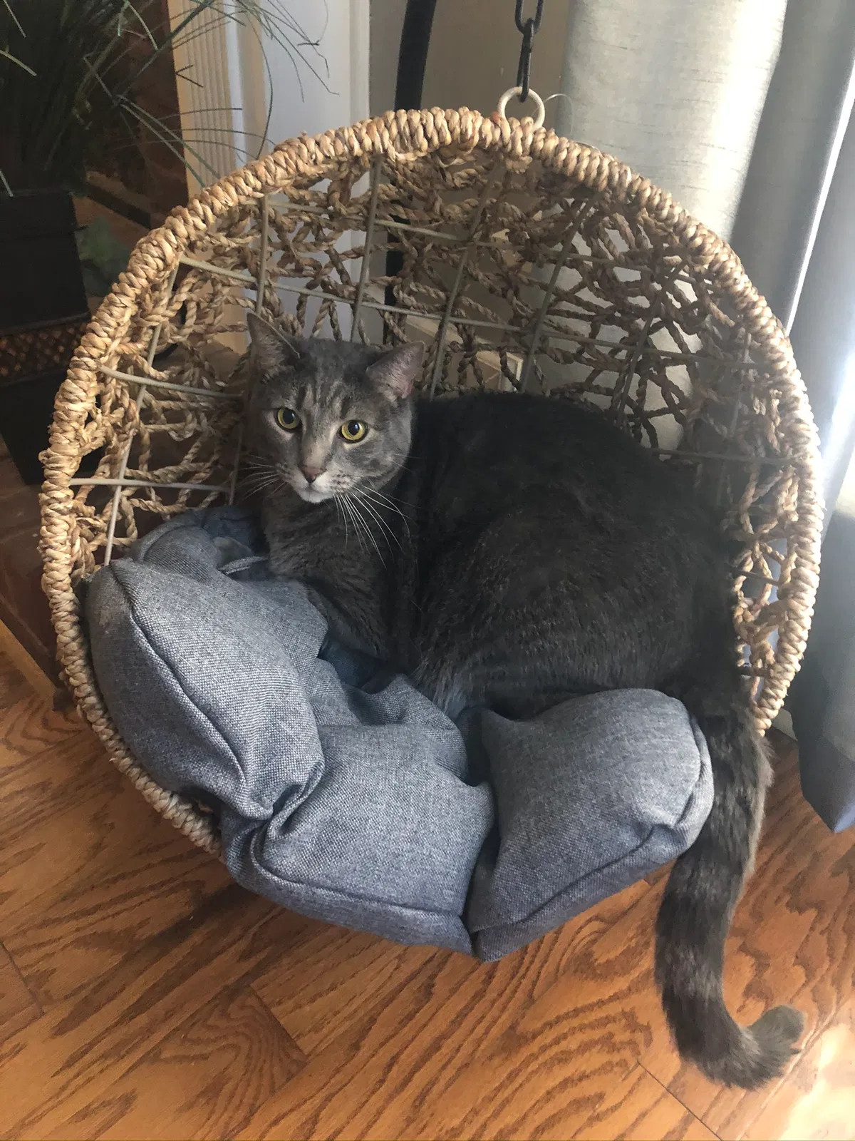 Lost cat in Auburn, AL, 36830