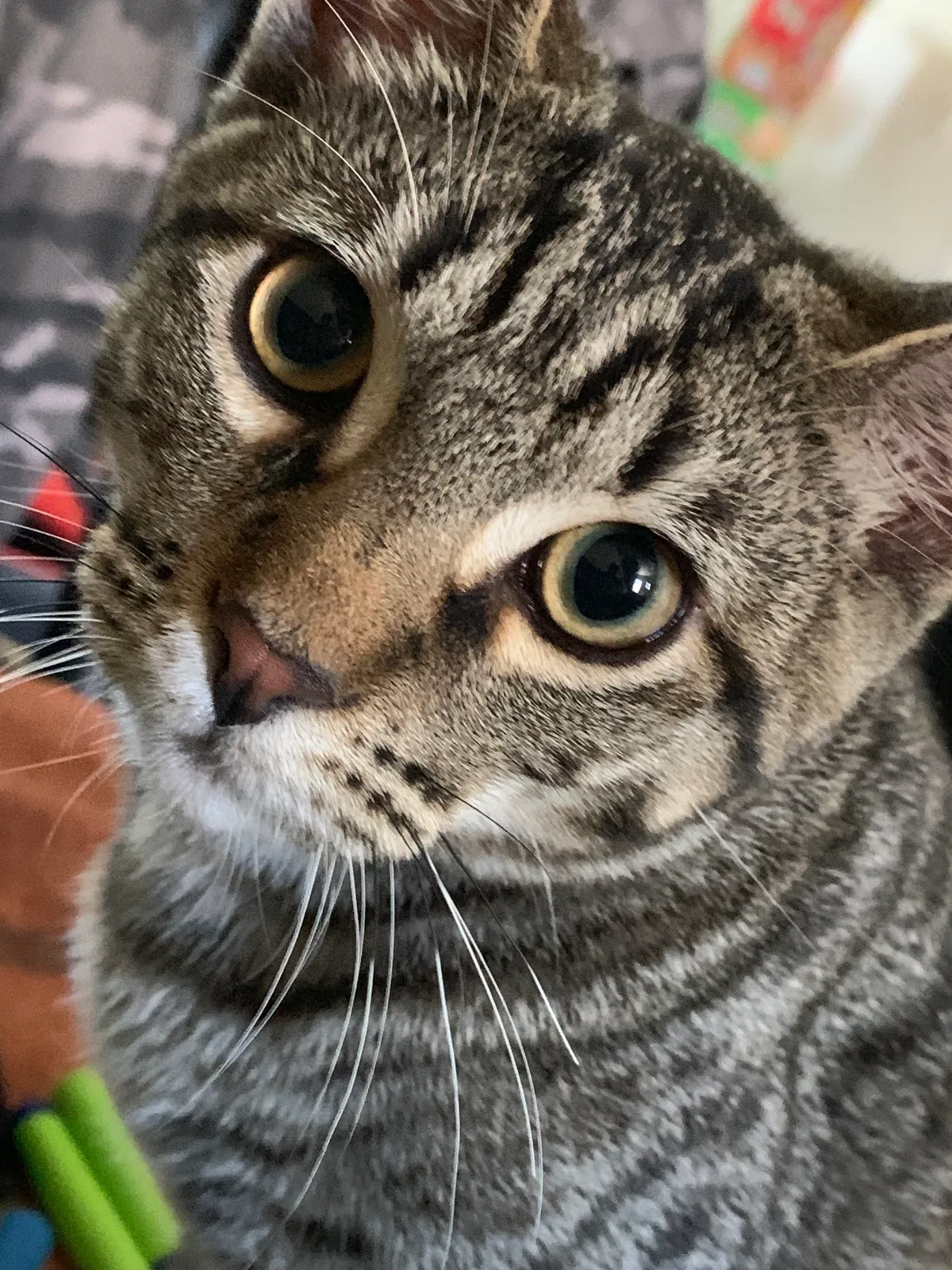 Lost cat in San Diego, CA, 92102
