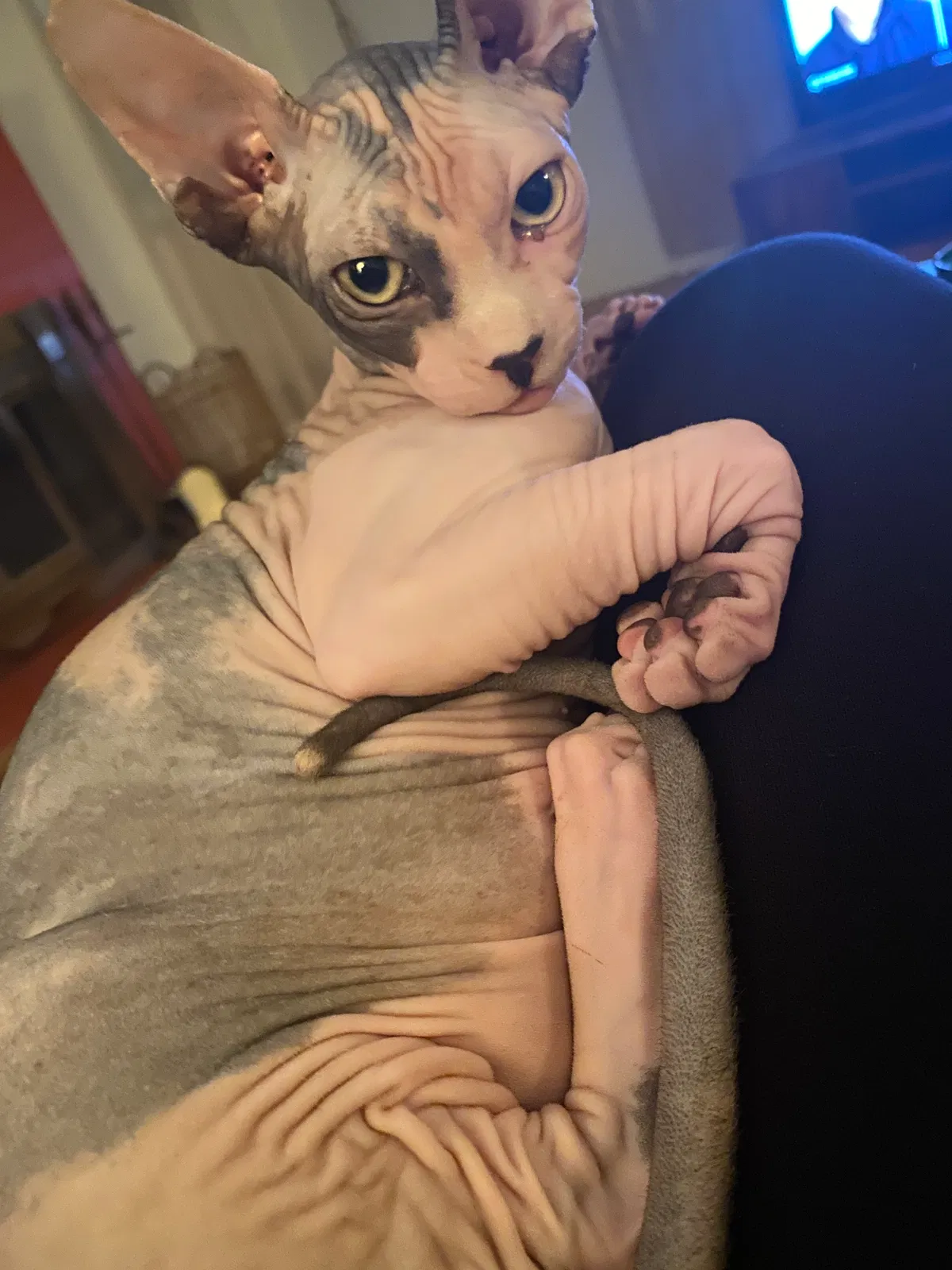 Lost cat in Albuquerque, NM, 87106
