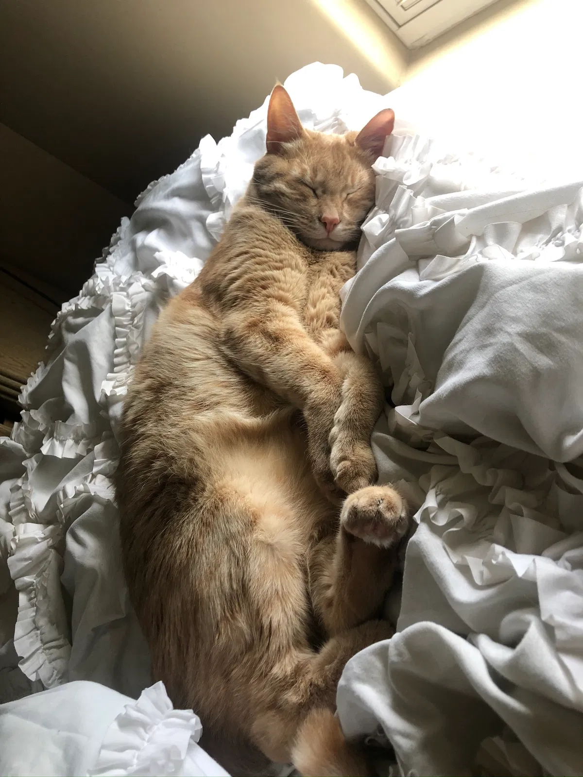 Lost cat in Shawnee, KS, 66218
