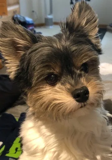 Lost dog in Issaquah, WA, 98027
