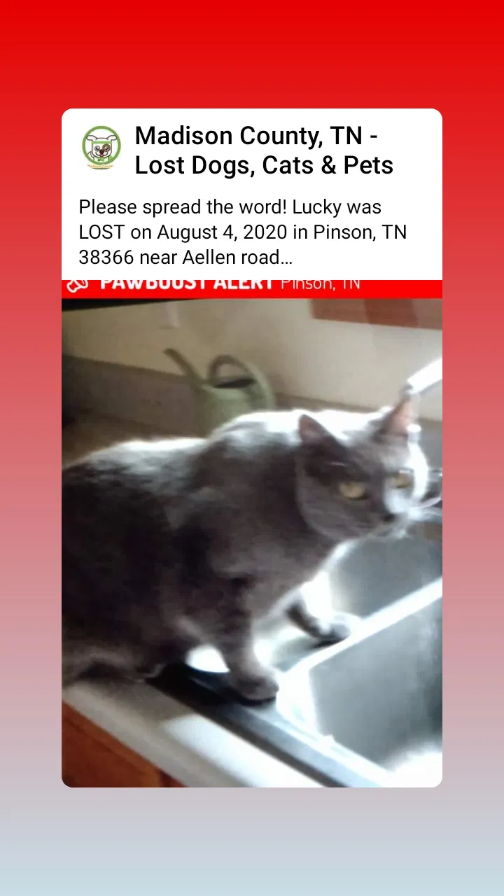 Lost cat in Unknown, WV, 0