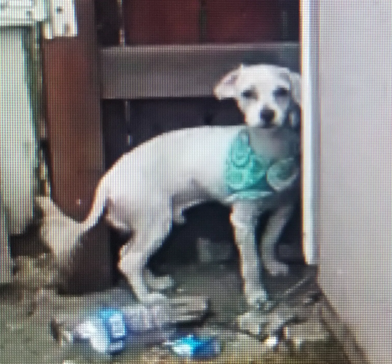 Lost dog in Stockton, CA, 95204
