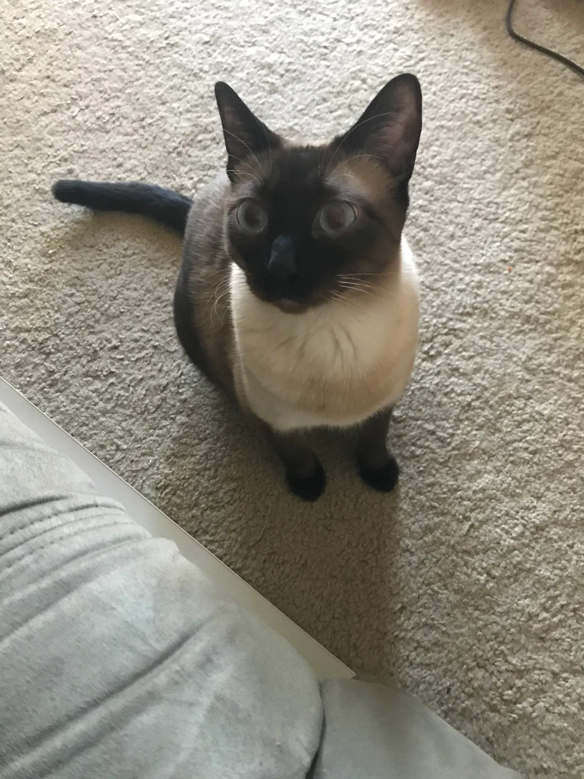 Lost cat in Woodland Park, CO, 80863