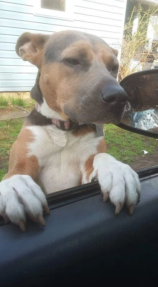 Lost dog in Saint Joseph, MO, 64507