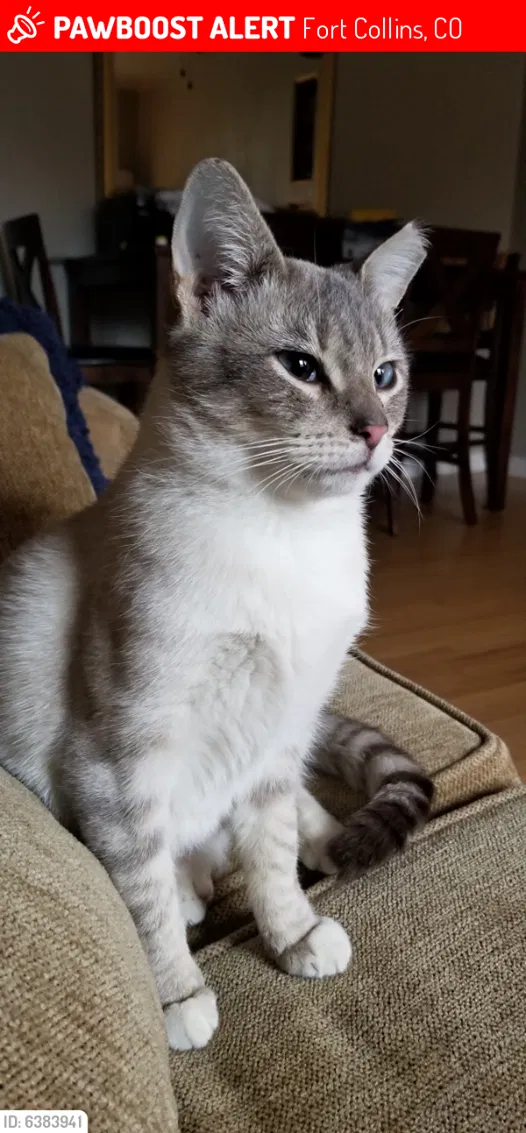 Lost cat in Fort Collins, CO, 80525
