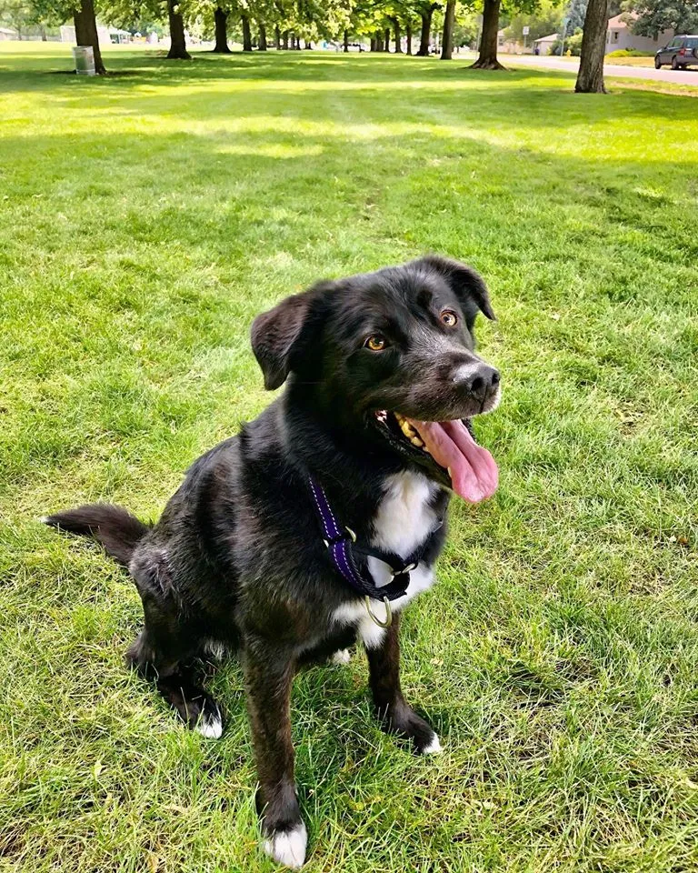 Lost dog in Spokane, WA, 99205