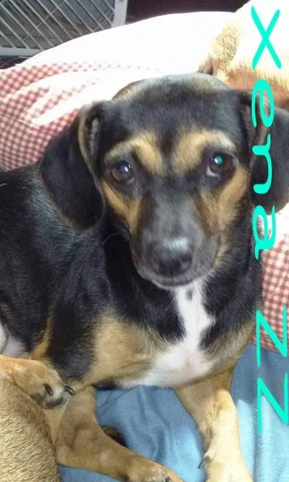 Lost dog in Newport, KY, 41071