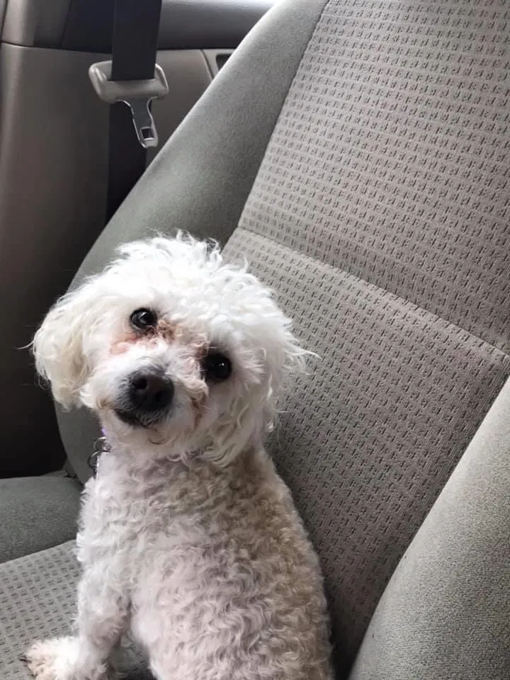 Lost dog in Washington, DC, 20019