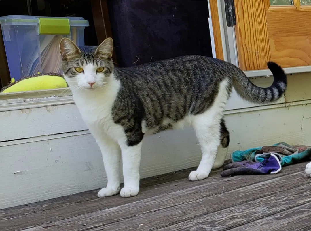 Lost cat in Silverton, OR, 97381