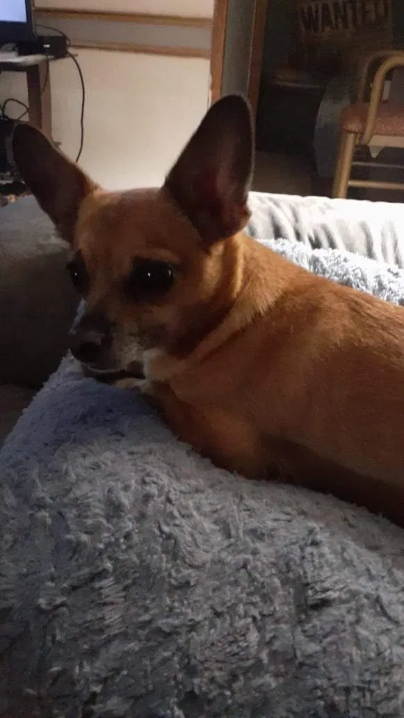 Lost dog in Lonoke, AR, 72086