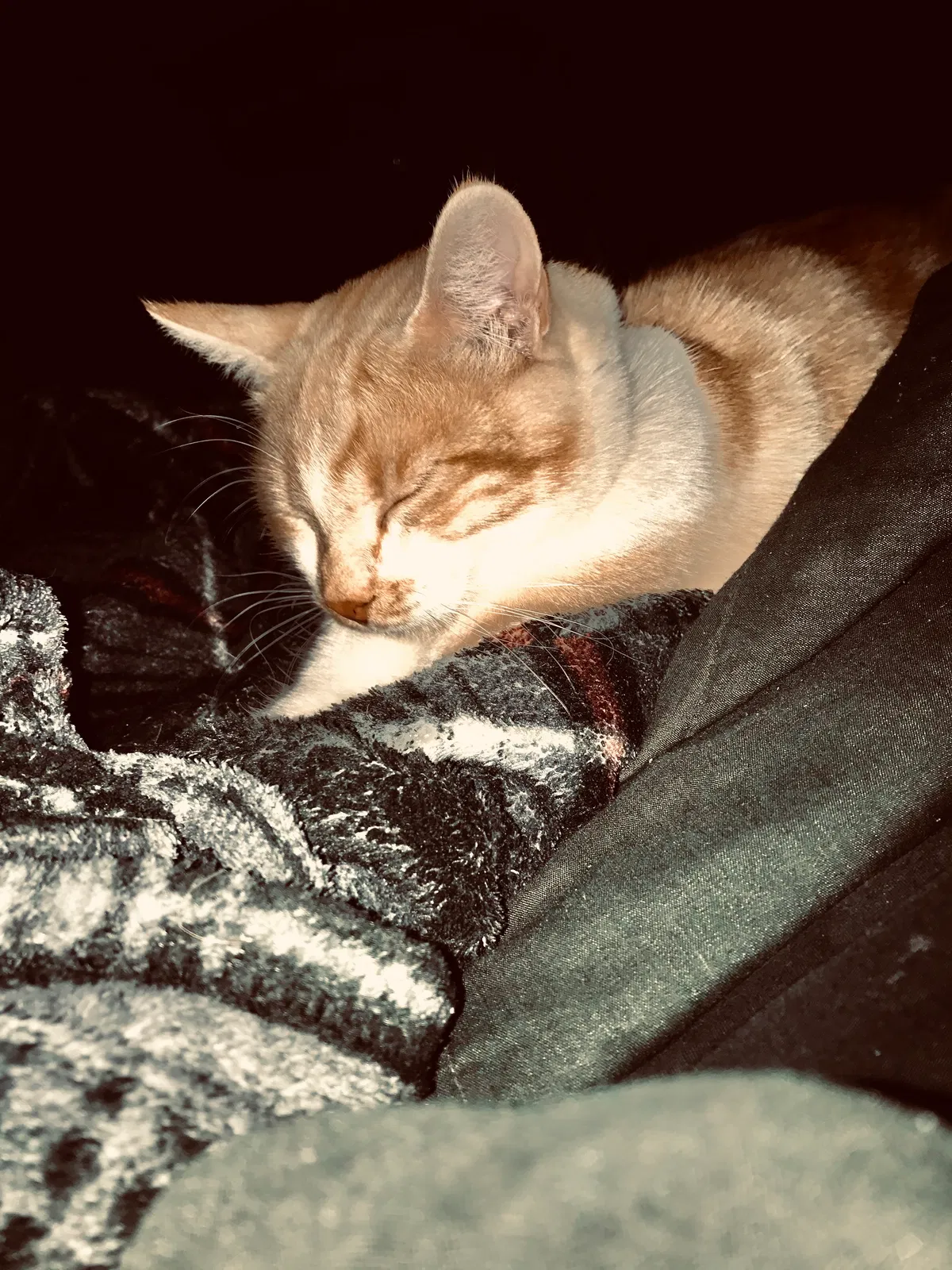 Lost cat in Phoenix, AZ, 85032