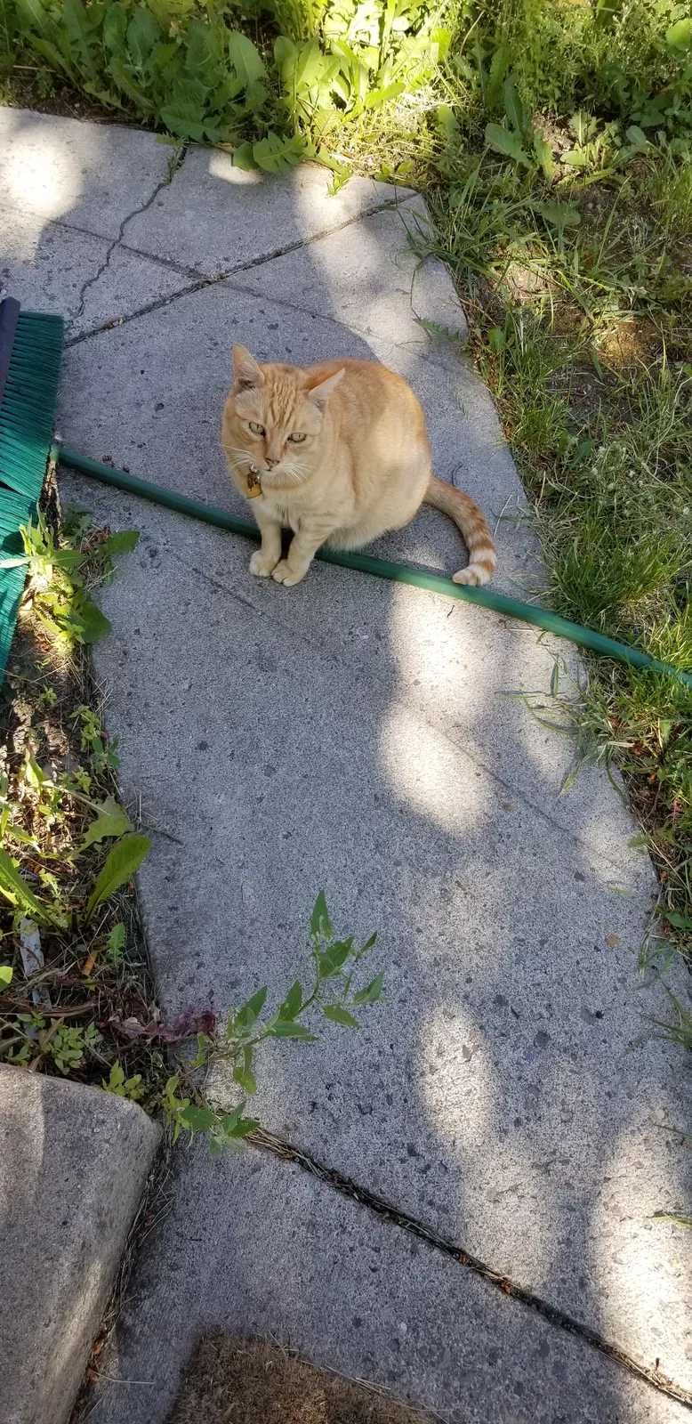 Lost cat in Missoula, MT, 59802