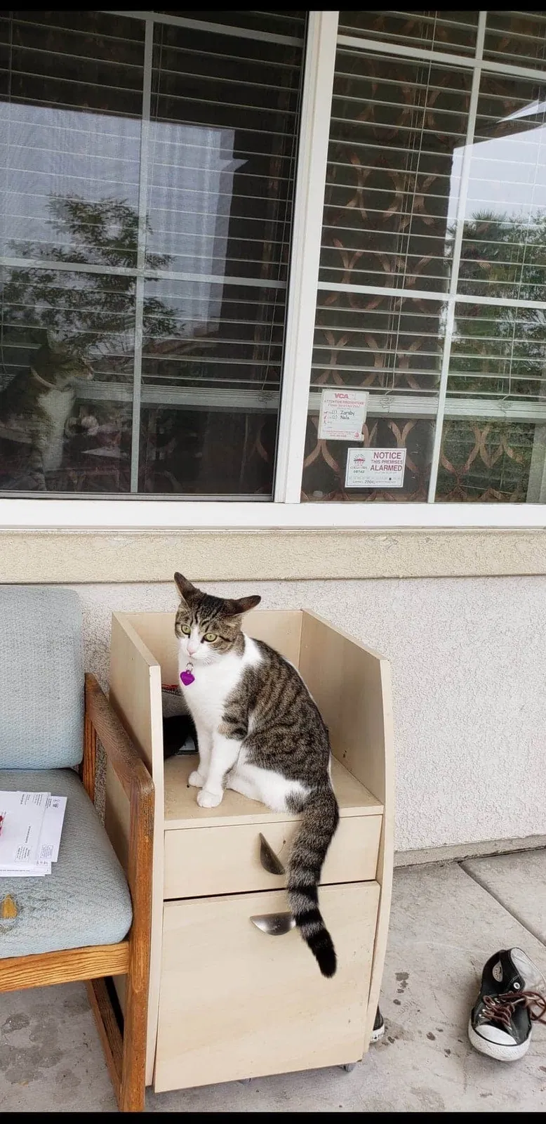 Lost cat in Chula Vista, CA, 91913