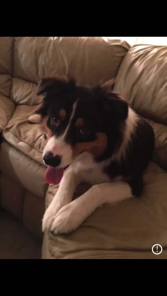 Lost dog in Alvarado, TX, 76009
