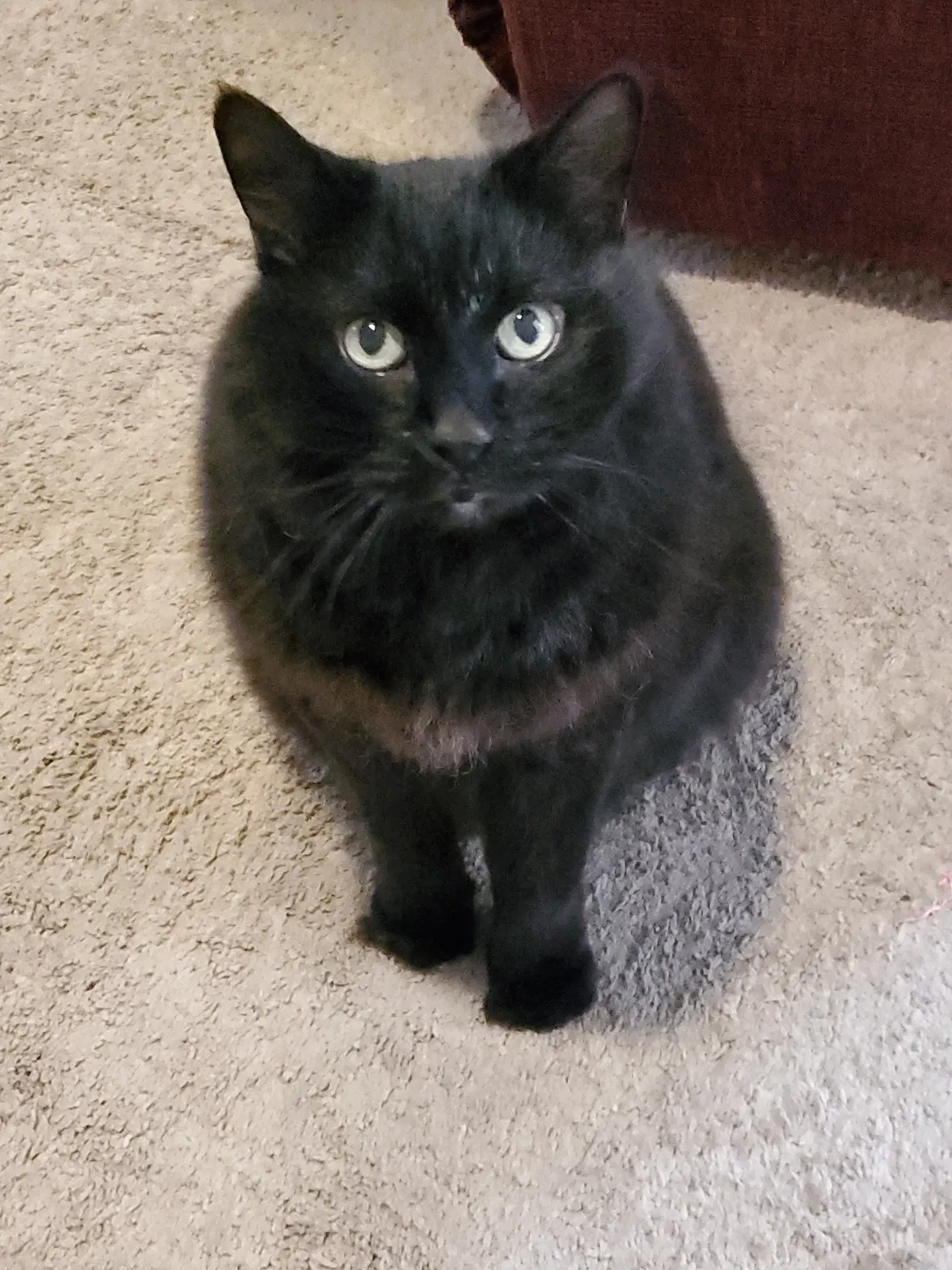 Lost cat in Virginia Beach, VA, 23455