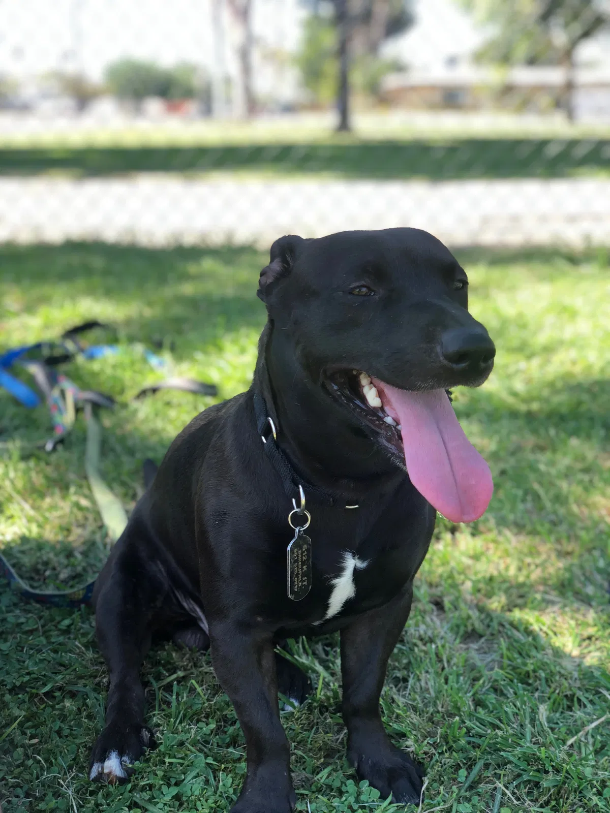 Lost dog in Bakersfield, CA, 93304