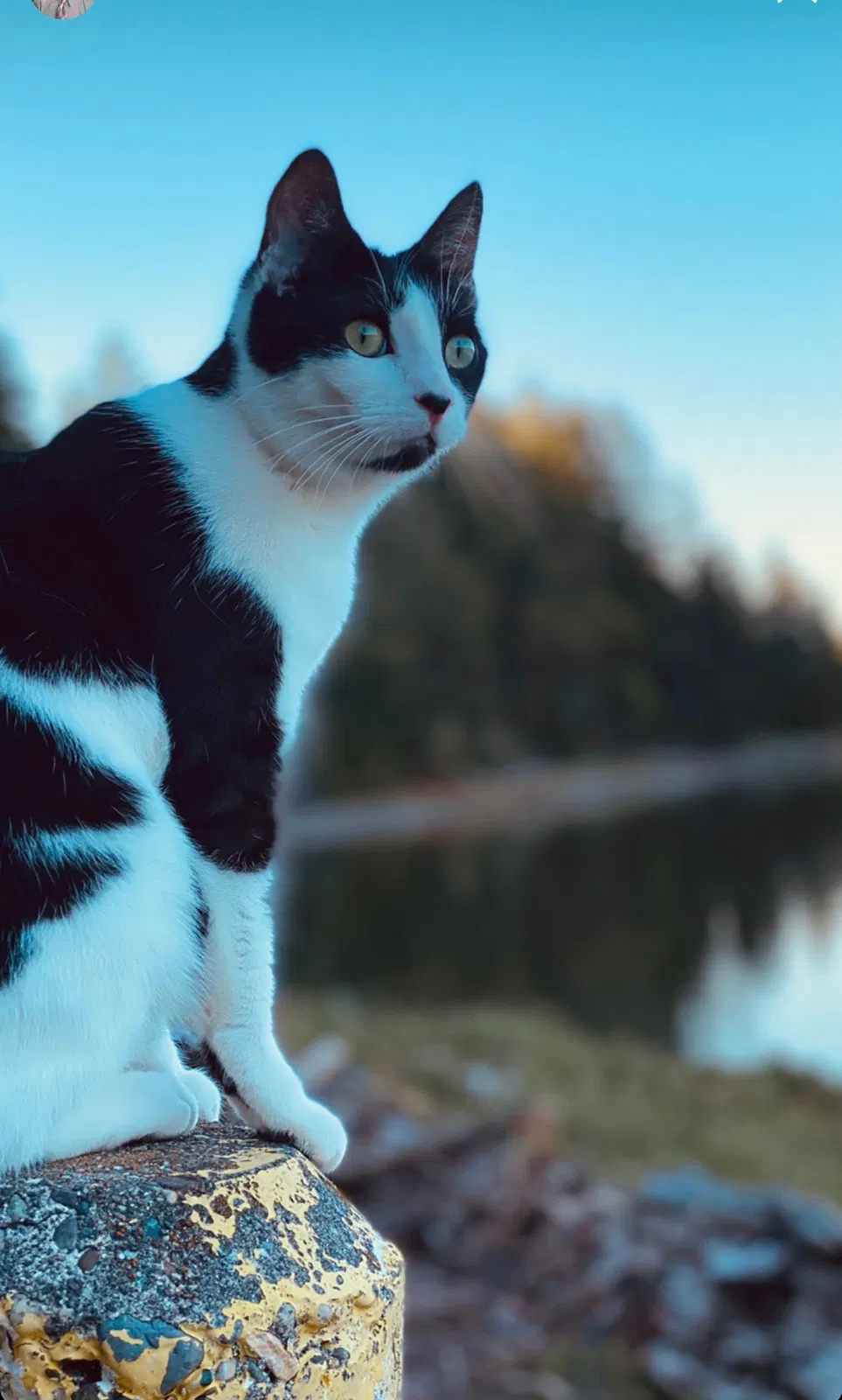 Lost cat in Gig Harbor, WA, 98329