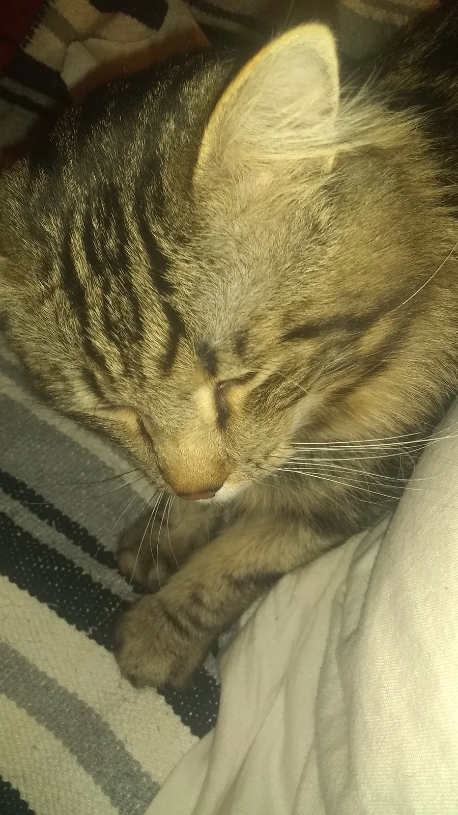 Lost cat in Colorado Springs, CO, 80906