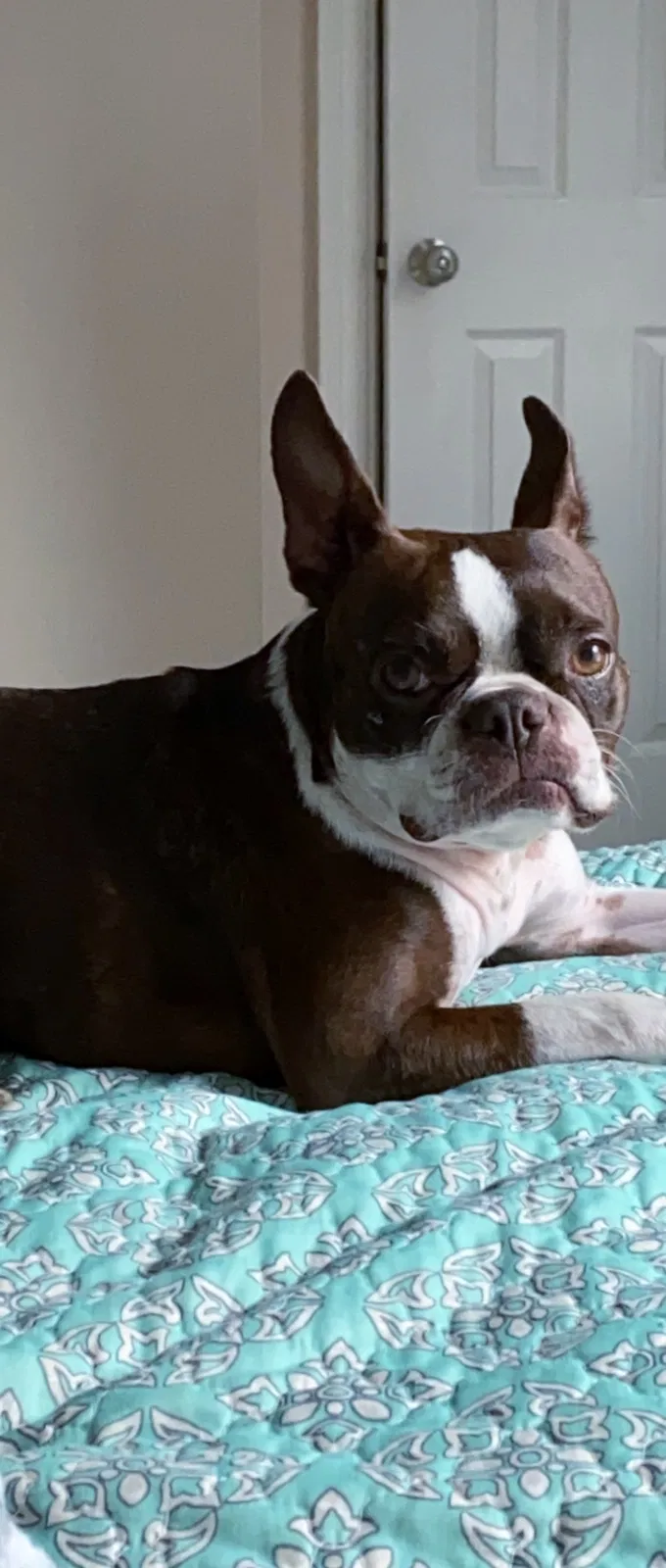 Lost dog in Bay Saint Louis, MS, 39520