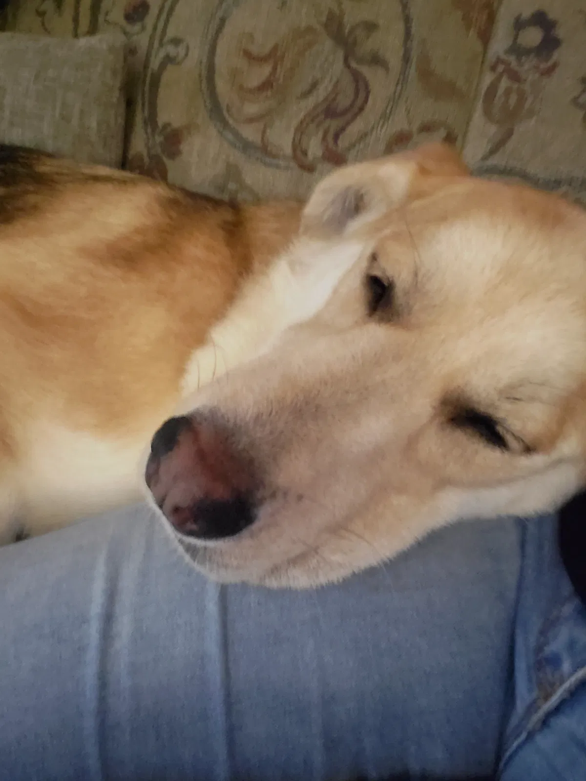Lost dog in Union Grove, WI, 53182