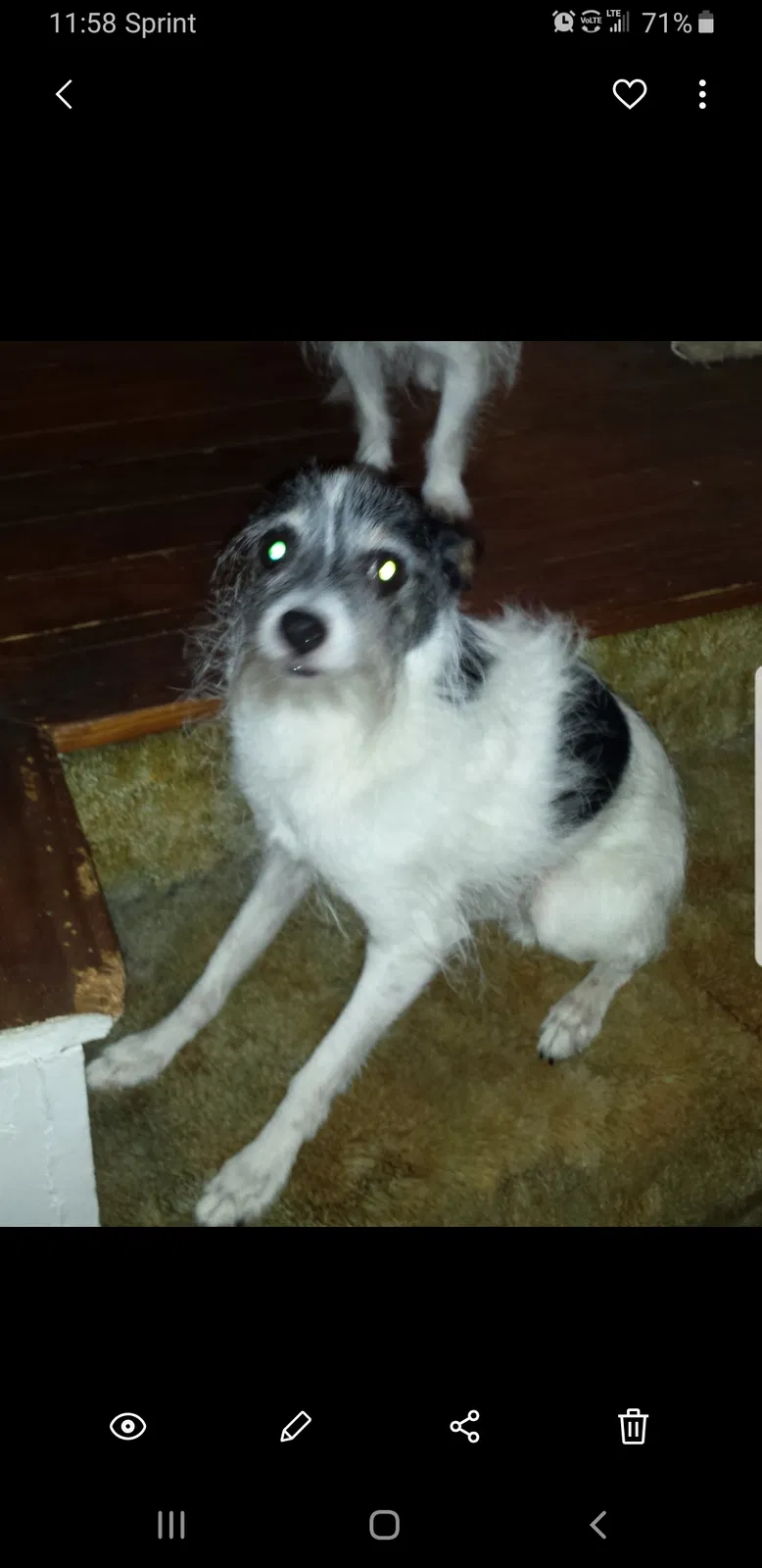 Lost dog in Maple Heights, OH, 44137