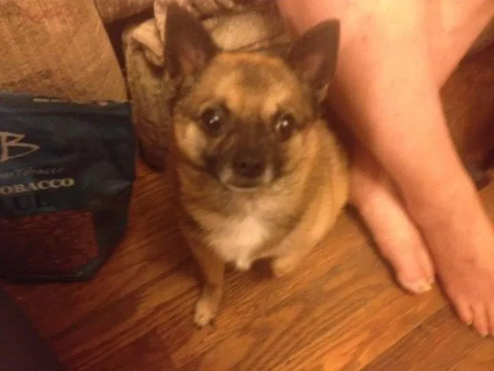 Lost dog in Foxworth, MS, 39483