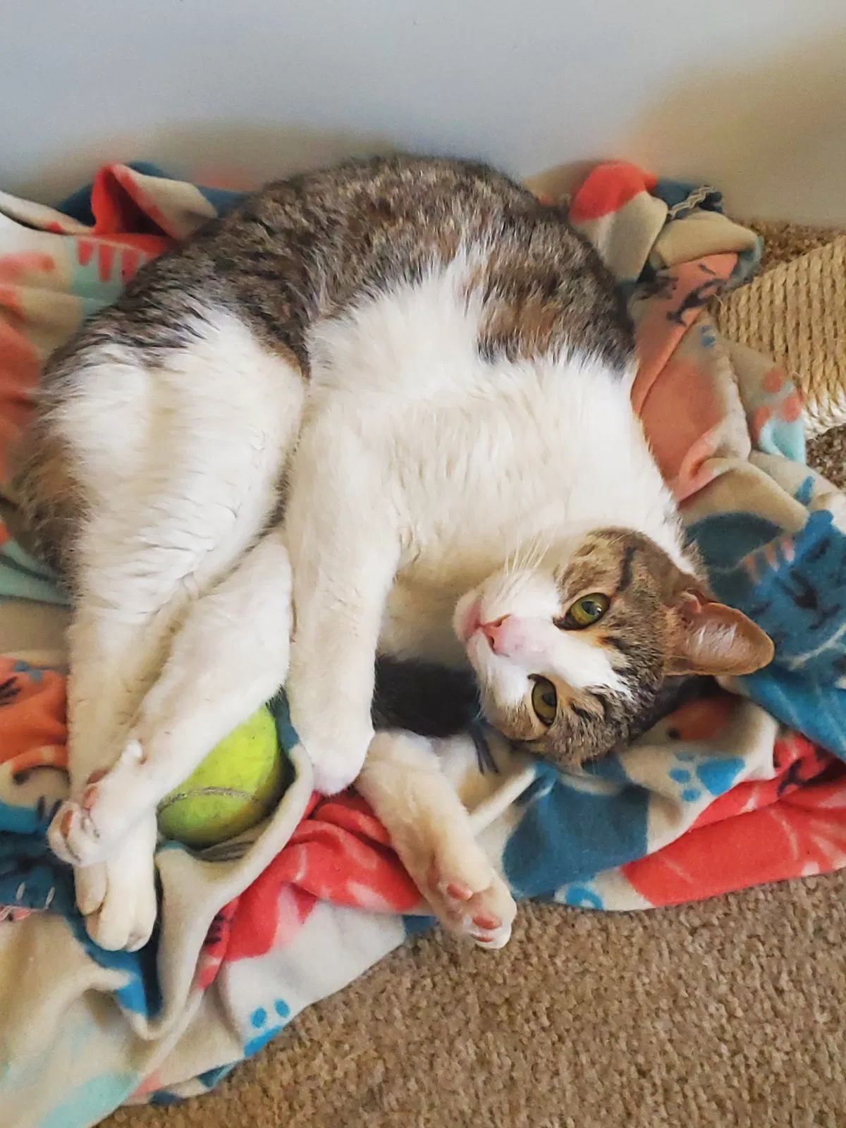 Lost cat in Menifee, CA, 92584